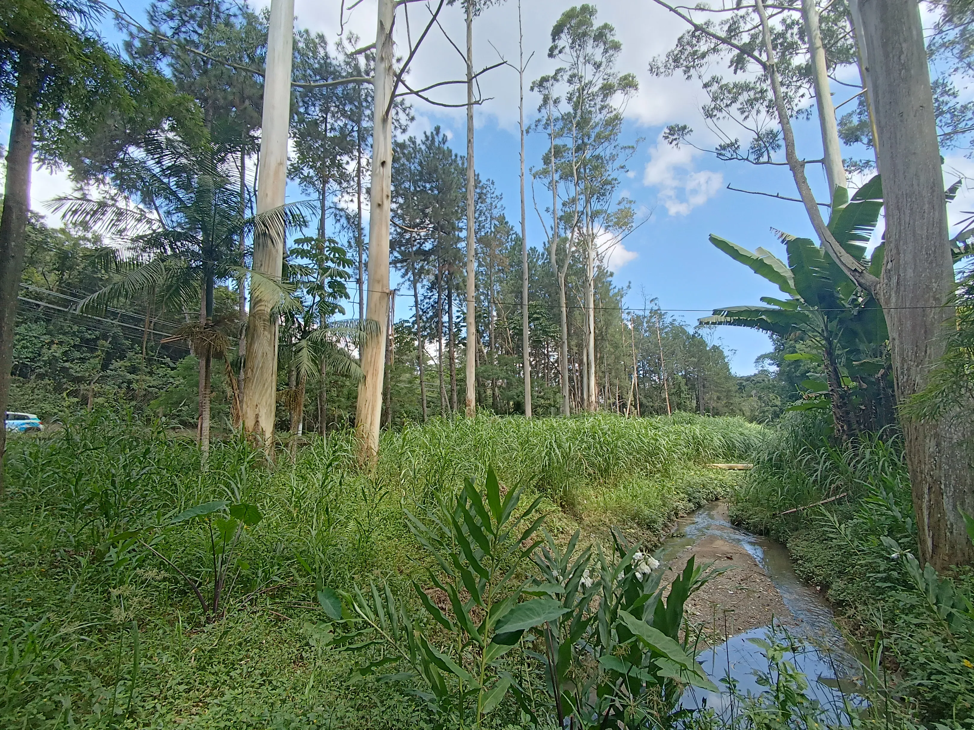 Galeria