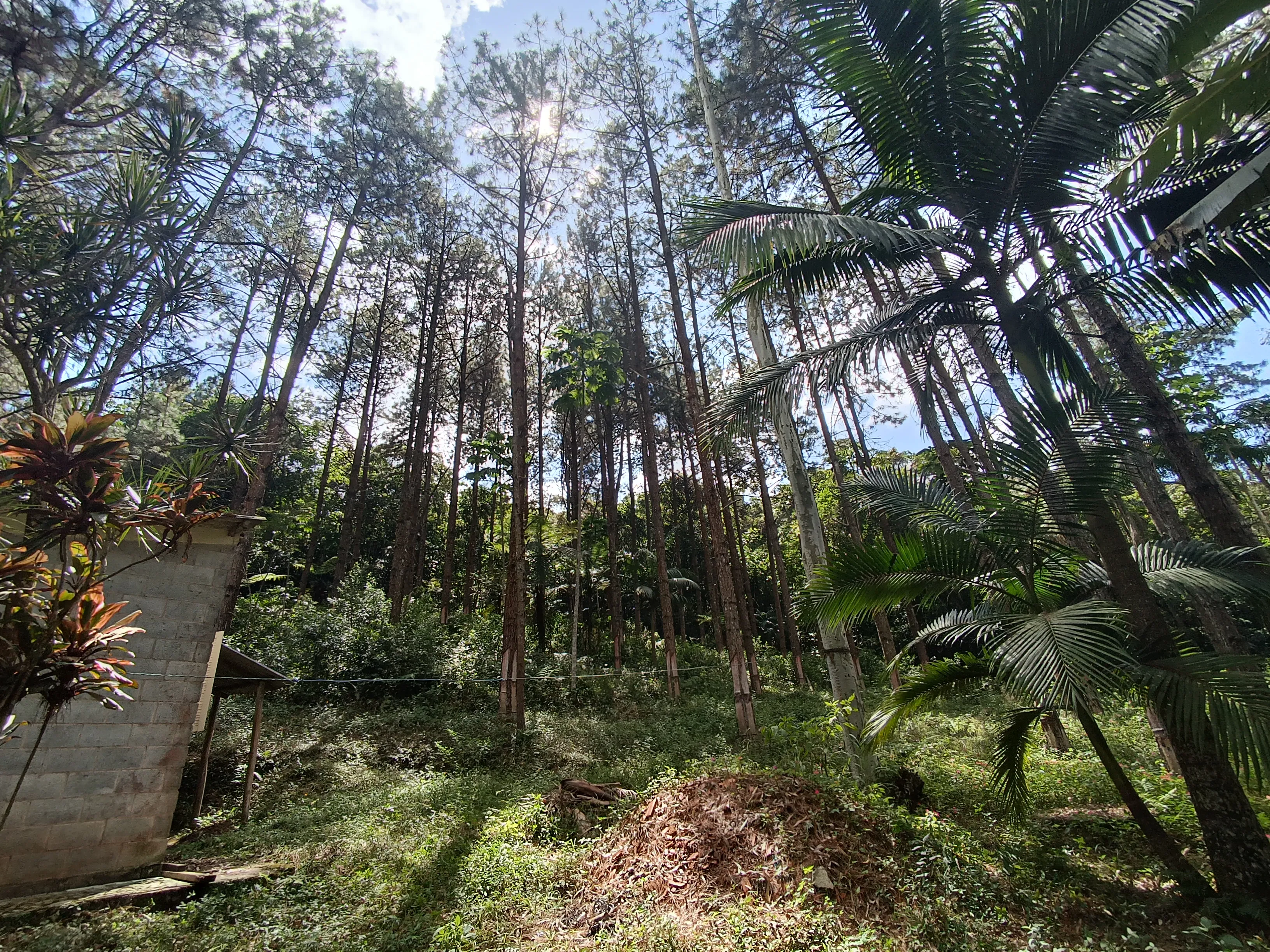 Galeria