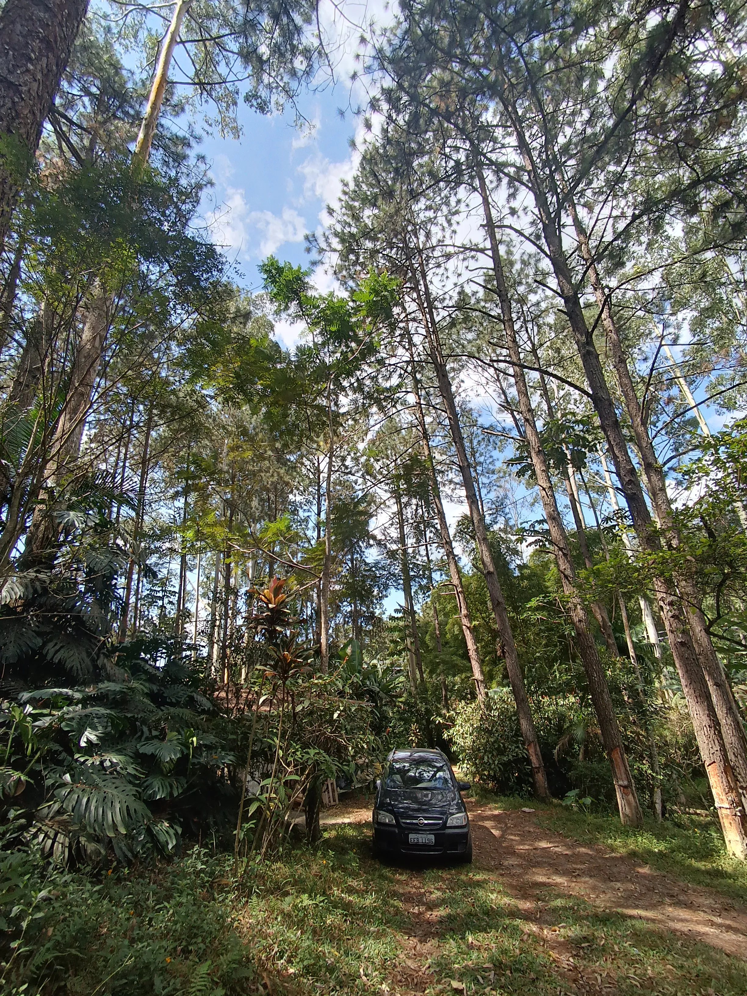 Corte e Poda de Árvores